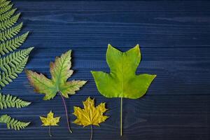 mooi herfst bladeren en droog varen Aan blauw houten achtergrond. foto