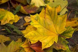 mooi herfst bladeren van esdoorn, dichtbij omhoog. foto