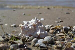 mooi zeeschelp Aan de zand van de strand. weekdier schelp. foto