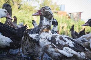 de vogelstand boerderij. foto