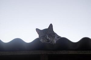 de kat Toneelstukken buitenshuis. foto