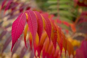 rood bladeren patroon. rood natuurlijk textuur. foto