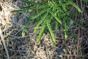 groene natuurlijke achtergrond. foto