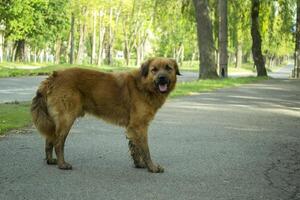 gember hond Aan de straat. foto