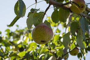 de rijp peren Aan de boom. foto