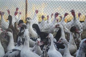 de vogelstand boerderij. foto