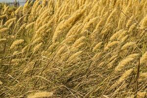 de veld- van gouden aartjes, dichtbij omhoog. foto