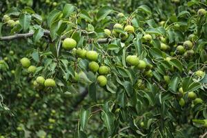 groen appels Aan de boom. foto