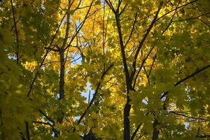 bladverliezend Woud Bij herfst. mooi esdoorn- bomen. gouden val. foto
