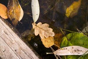 herfst bladeren in de water. dichtbij omhoog. foto