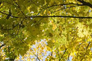 bladverliezend Woud Bij herfst. mooi esdoorn- bomen. gouden val. foto