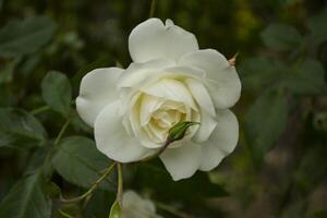 wit roos Aan zwart achtergrond. bloem in de tuin. foto