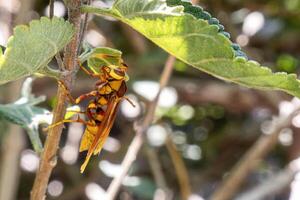 een detailopname van polistes majoor majoor wesp insect foto