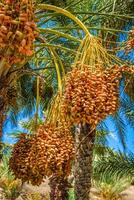 tunesië, biologisch datums rijpen Aan de palm boom in de Tunesië zonneschijn. foto