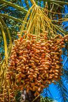 tunesië, biologisch datums rijpen Aan de palm boom in de Tunesië zonneschijn. foto