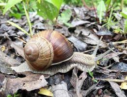 grote tuinslak in schelp kruipend op natte weg, haast je naar huis foto