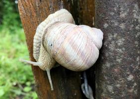 grote tuinslak in schelp kruipend op natte weg, haast je naar huis foto