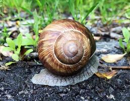 grote tuinslak in schelp kruipend op natte weg, haast je naar huis foto