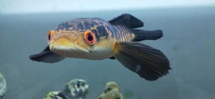 channa marulius bullseye snakehead of grote snakehead foto