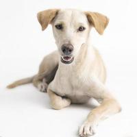 gelukkig, nieuwsgierig hond gemengd ras, geïsoleerd op een witte achtergrond met een bloem kraag foto