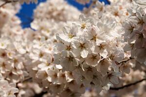 witte kersenbloesems in de lente foto