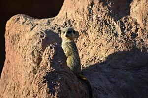 meerkat Aan een rots op zoek voor vijanden foto