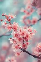 ai gegenereerd zacht roze kers bloesems bloeiend in vroeg lente bloeien foto