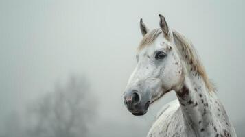 ai gegenereerd een portret van een Arabisch paard met een wit jas en bruin vlekken, op zoek Bij de camera in een hoofdschot tegen een nevelig grijs achtergrond. gegenereerd door kunstmatig intelligentie. foto