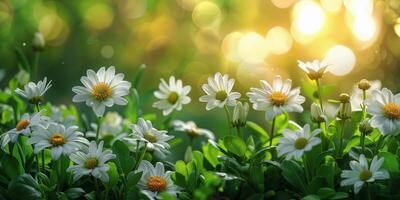 ai gegenereerd wit bloemen bloeiend in veld- foto