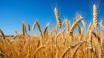 ai gegenereerd zonovergoten veld- van rijp, gouden tarwe klaar voor oogsten foto