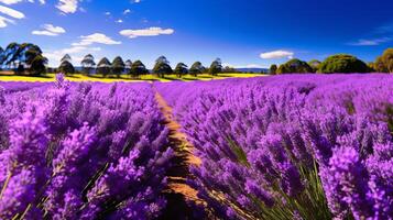 ai gegenereerd veld- van levendig lavendel in top bloeien foto