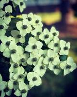 kornoeljeboom cornus Florida bloeiend in de tuin foto