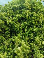 dichtbij omhoog van groen broccoli in de groente markt, gezond voedsel concept foto