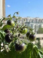 balkon tuin - ingemaakt tomaten Aan een balkon in een woon- appartement gebouw foto