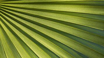 detailopname van de getextureerde achtergrond van groot, helder groente, verlicht palm bladeren. foto