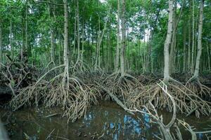 mangrove boom wortels dat toenemen bovenstaand zee water. mangroven functie net zo planten dat zijn bekwaam naar weerstaan zee water stromingen dat eroderen kust- land- foto