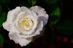 wit roos met water laten vallen Aan zwart achtergrond in tuin. Valentijn en bloem foto