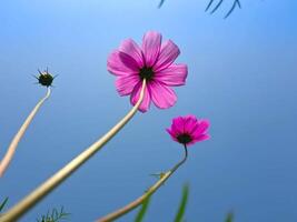 mooi bloeiend bloem in tuin foto