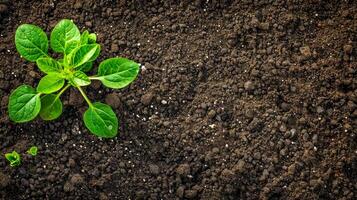 ai gegenereerd vers jonge boom groei in rijk bodem foto