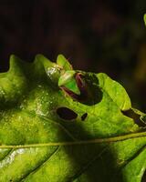nezara viridula insect. macro foto met dier Aan groen blad. lens vervagen en natuurlijk zonlicht