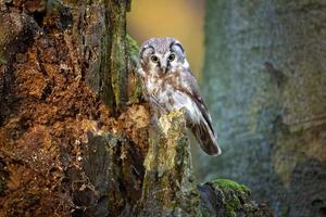 boreale uil, aegolus funereus foto