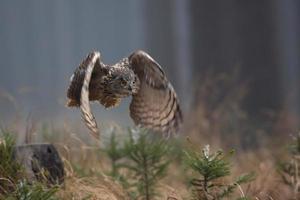 euraziatische oehoe, bubo bubo foto