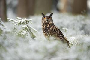 euraziatische oehoe, bubo bubo foto