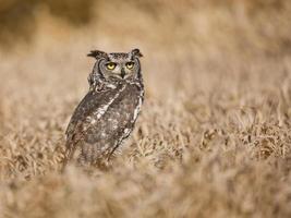 gevlekte oehoe, bubo africanus ook bekend als de afrikaanse gevlekte oehoe en de afrikaanse oehoe foto