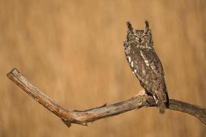 gevlekte oehoe, bubo africanus ook bekend als de afrikaanse gevlekte oehoe en de afrikaanse oehoe foto