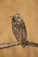 gevlekte oehoe, bubo africanus ook bekend als de afrikaanse gevlekte oehoe en de afrikaanse oehoe foto