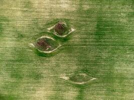 macht pylonen in groen veld. antenne visie Aan groen tarwe veld- met macht pylonen in platteland. veld- van tarwe blazen in de wind Aan zonsondergang. agronomie, industrie en voedsel productie. foto