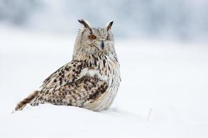 Siberische Oehoe foto