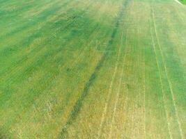 antenne visie Aan groen tarwe veld- in platteland. veld- van tarwe blazen in de wind Leuk vinden groen zee. jong en groen aartjes. oren van gerst Bijsnijden in natuur. agronomie, industrie en voedsel productie. foto