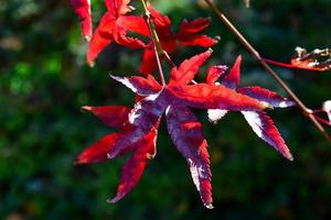 rode esdoornbladeren in het herfstseizoen foto